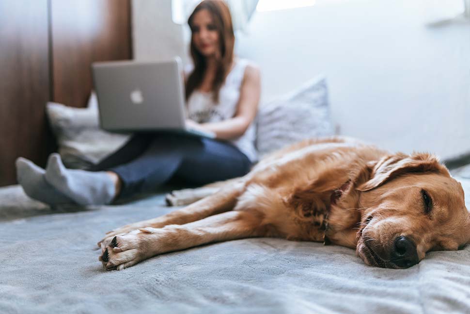 Hund berufstätig