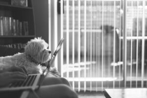 Hund berufstätig