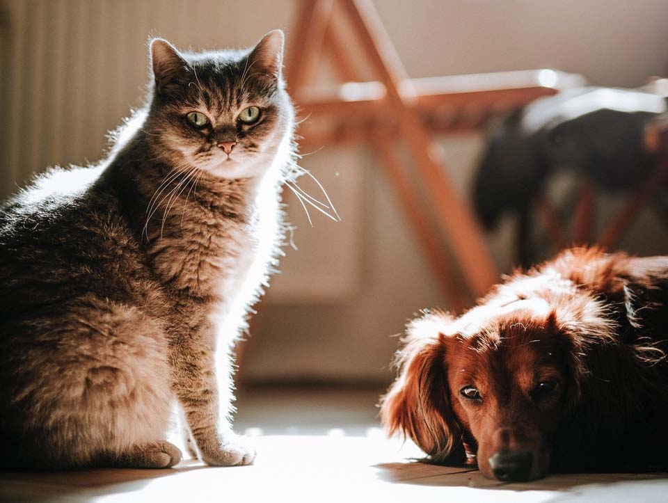 Ängstliche Katze an Hund gewöhnen