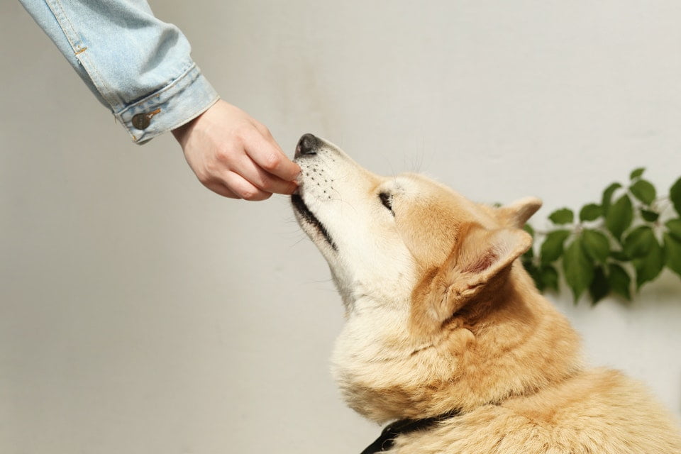 Aufbaupräparate für Hunde