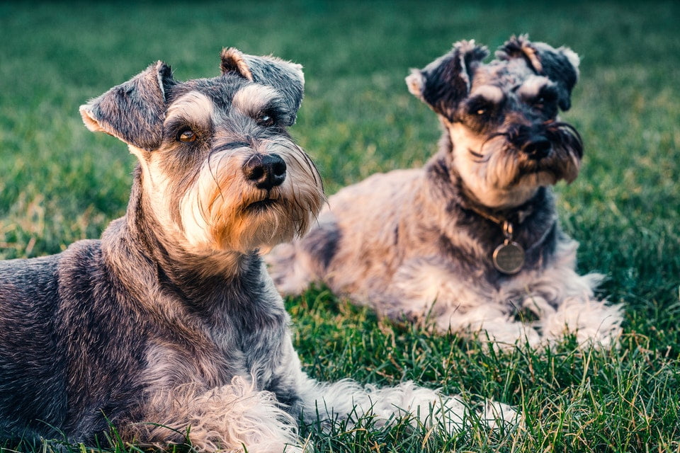 Ängstliche Hunde trainieren