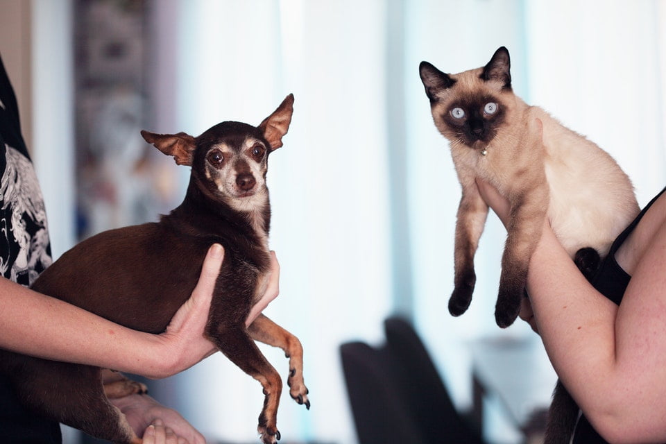 Hund an Babykatze gewöhnen