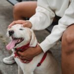 Hund mit normaler haarschneidemaschine scheren - Der Testsieger unserer Tester
