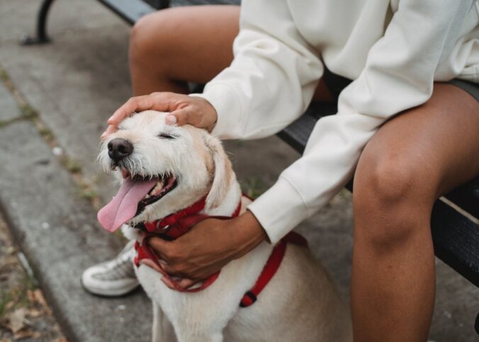 Hund entwurmen