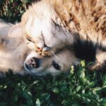Rangliste der favoritisierten Antibellhalsband für kleine hunde erfahrungen