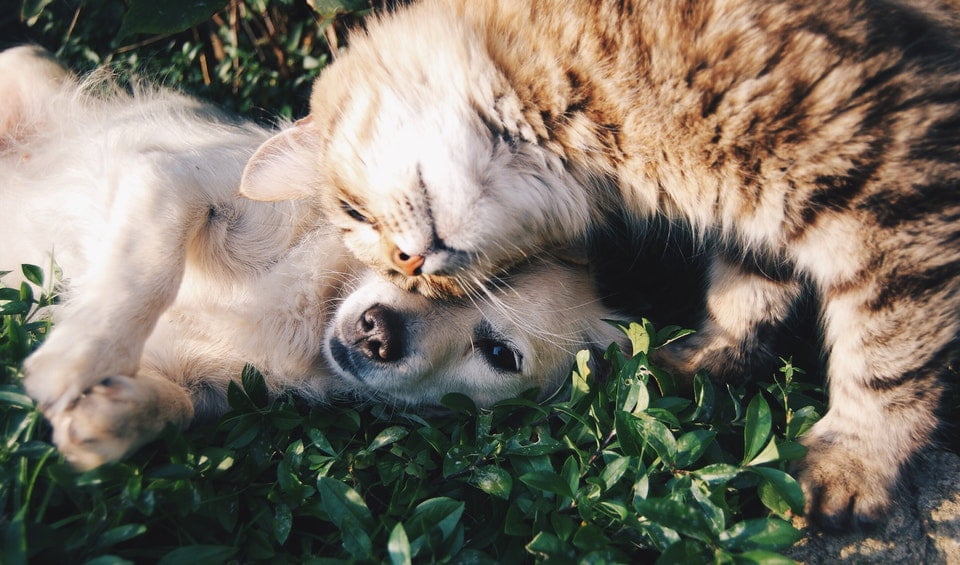 Hund und Katze zusammenführen