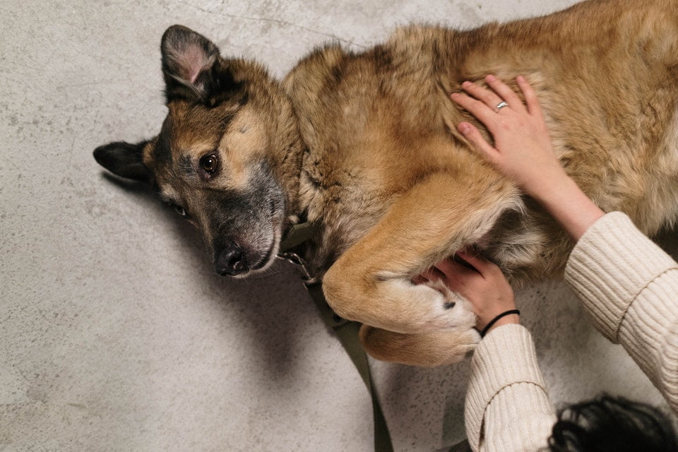 Hundeschule für Problemhunde