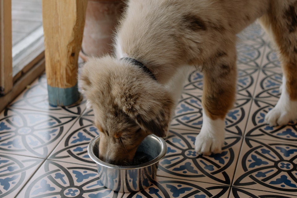 Vitamine für alte Hunde