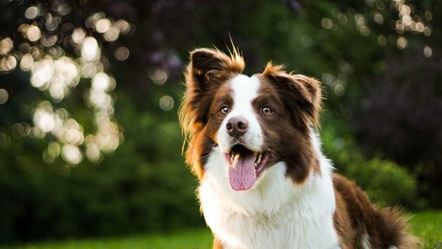 Border Collie