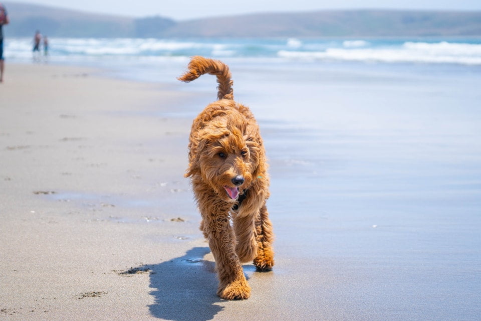 Goldendoodle große Hunde die nicht haaren