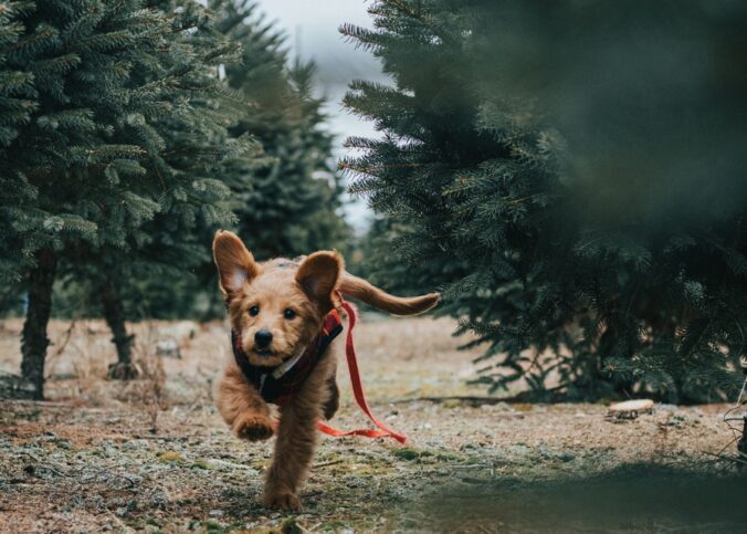 Allergiker Hunde die nicht haaren und nicht stinken