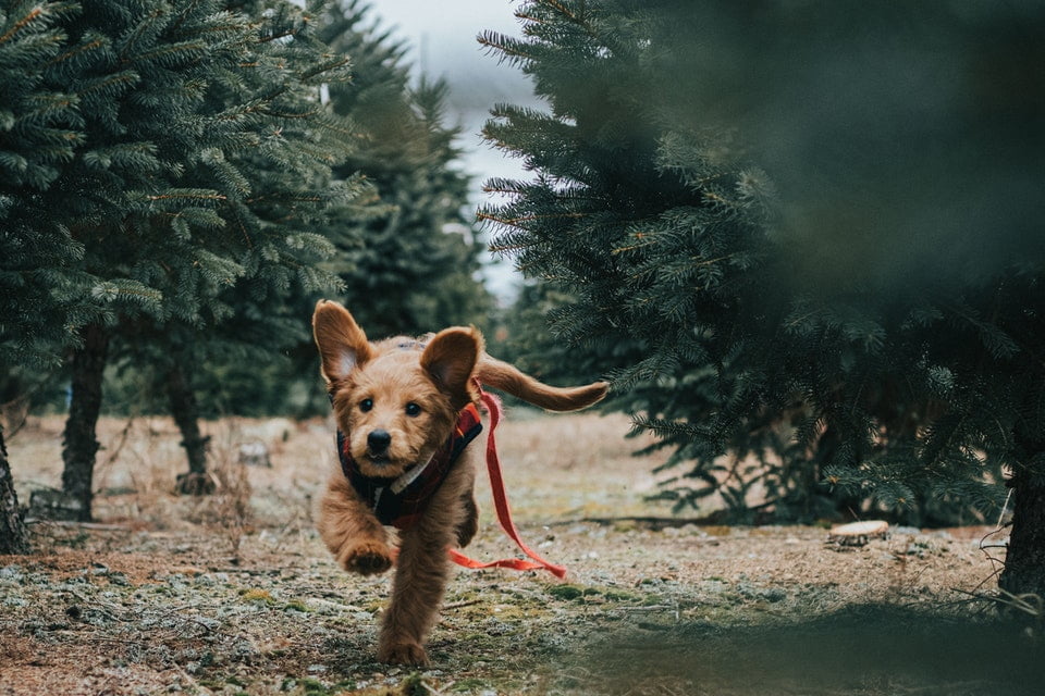 Allergiker Hunde die nicht haaren und nicht stinken