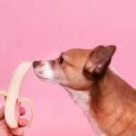 Hunde vegan ernähren