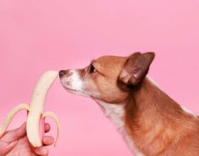 Hunde vegan ernähren