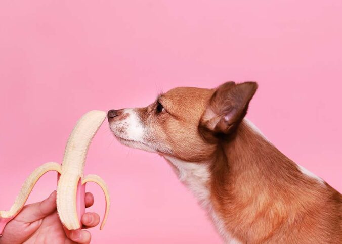 Hunde vegan ernähren