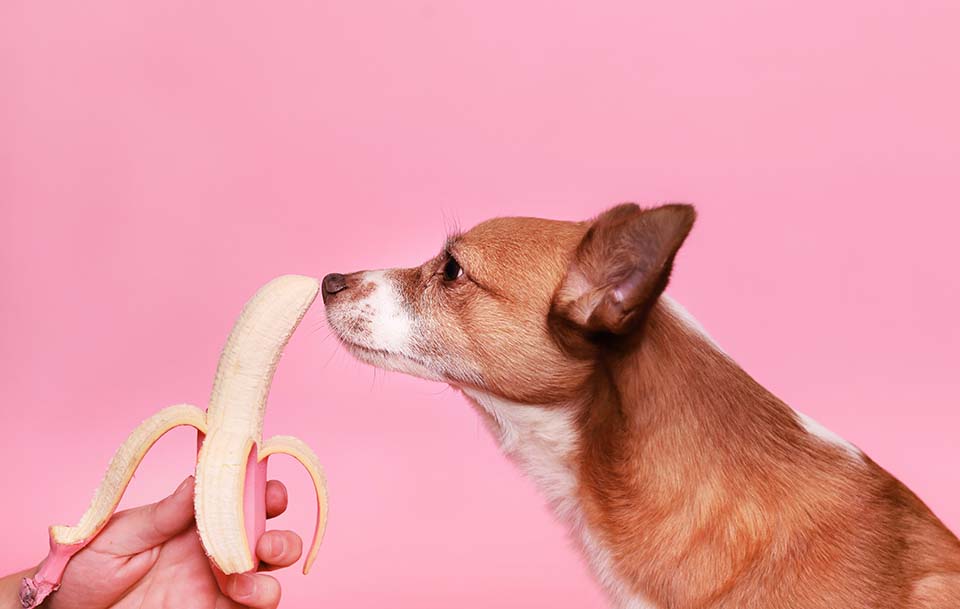 Hunde vegan ernähren