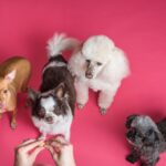 Hundeschule für kleine Hunde