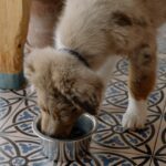 Können Hunde vegetarisch leben