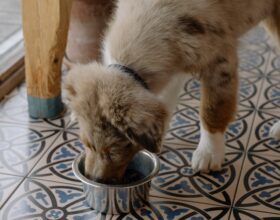 Können Hunde vegetarisch leben