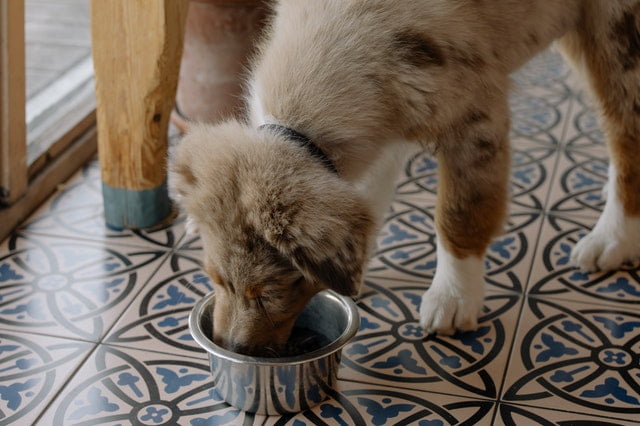 Können Hunde vegetarisch leben