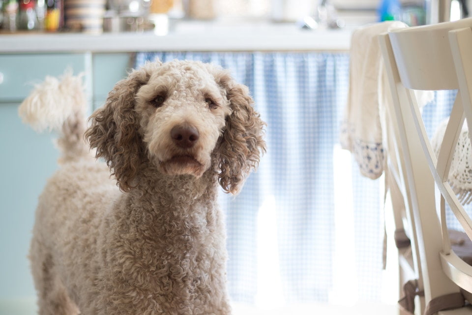 Pudel mittelgroße Hunde die nicht haaren