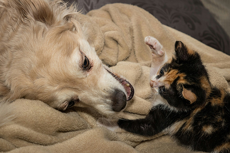 Hund und Katze zusammenführen