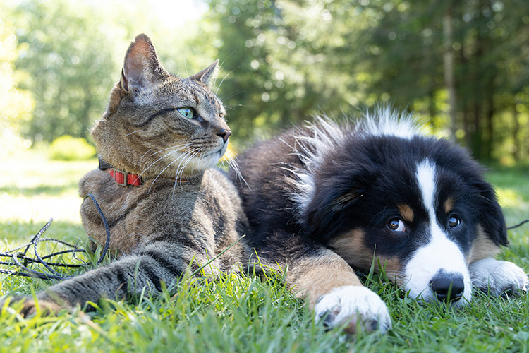 Hund und Katze Zusammenleben