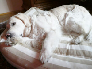 Hund schläft im Körbchen