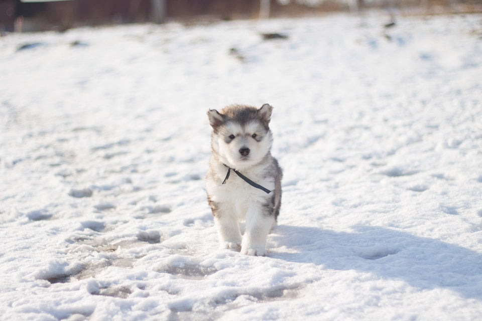 Hund hat Schnupfen und röchelt