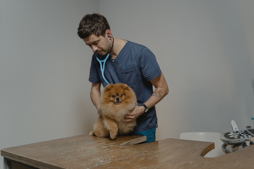 Kann ein Hund sich erkälten