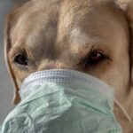 Antibellhalsband für kleine hunde erfahrungen - Unsere Favoriten unter allen Antibellhalsband für kleine hunde erfahrungen