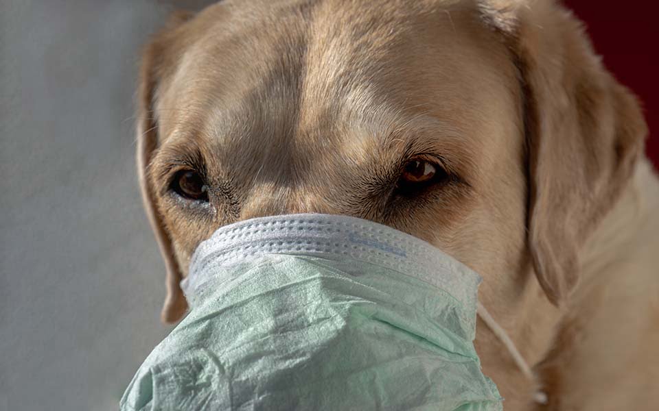 Können Hunde Schnupfen bekommen