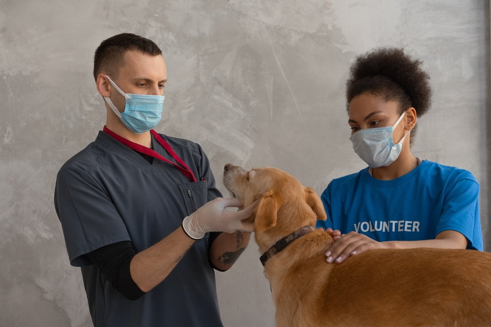 Schnupfen beim Hund geht nicht weg