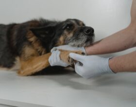Welche Kriterien es vor dem Kauf die Antibellhalsband für kleine hunde erfahrungen zu bewerten gilt