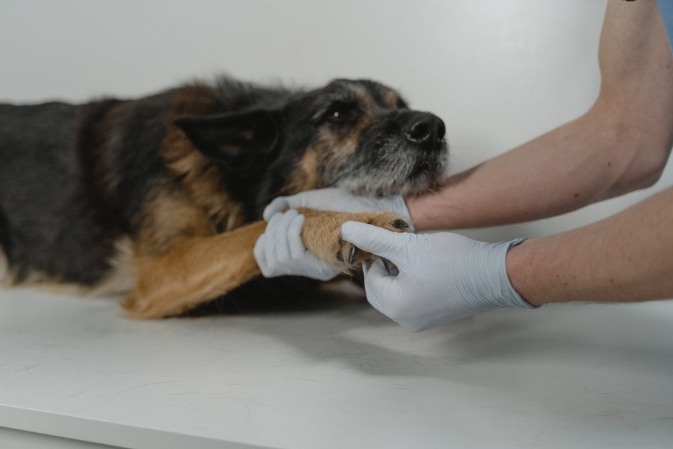 Gelenktabletten der neuesten Generation für Hunde