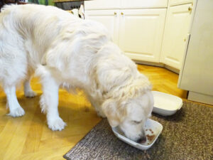Grundbedürfnisse vom Hund - die richtige Ernährung