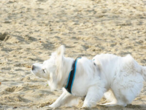 rennen Mia - Bedürfnis vom Hund