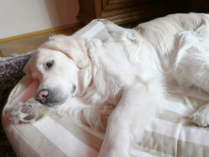 Hund Bedürfnisse schlafen