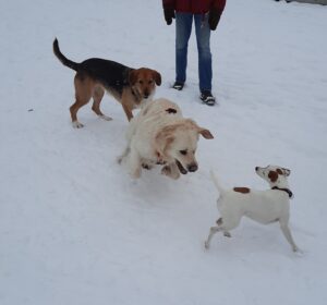Grundbedürfnisse des Hundes