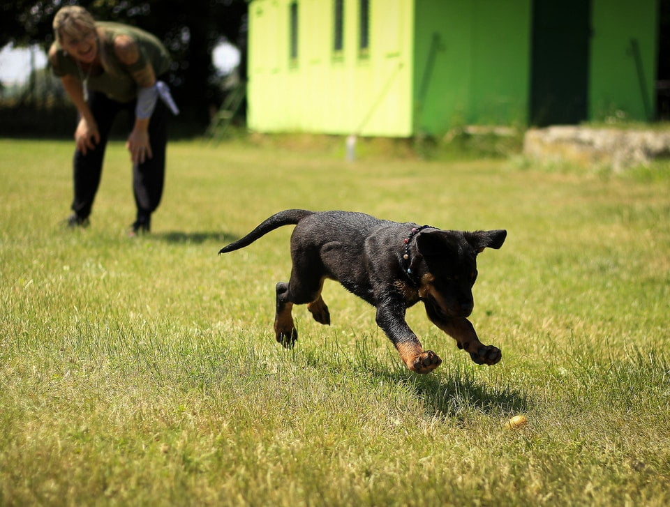 Hundeschule für kleine Rassen