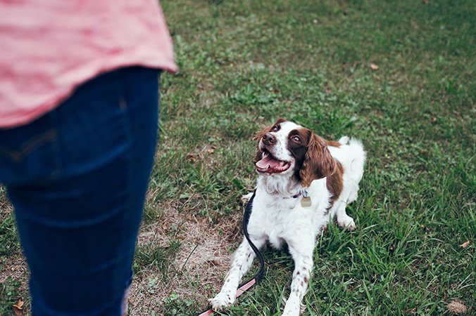 Hundetraining