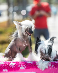 Chinese-Crested-Dog