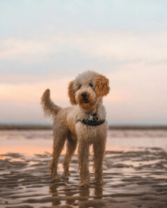 Labradoodle