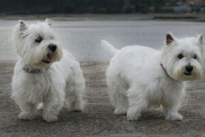 West-Highland-Terrier