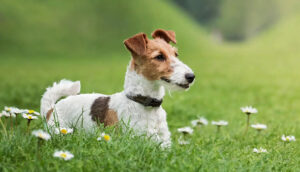 Fox-Terrier