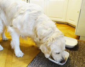 Hunde vegan ernähren