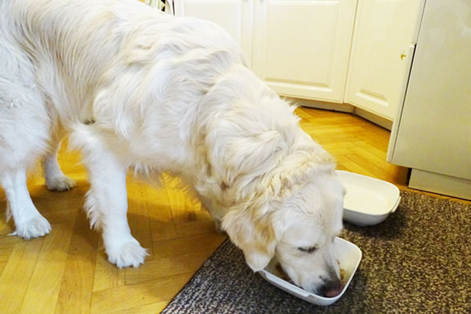 Hunde vegan ernähren