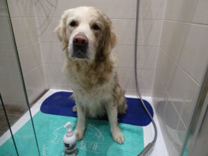 Hund waschen mit Shampoo