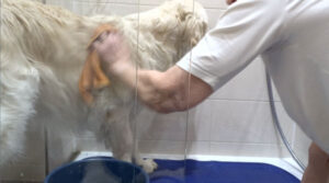 Hund mit Waschlappen waschen