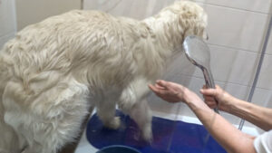 Hund duschen mit Shampoo